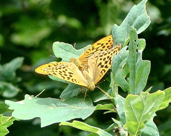 silver-washed fritillary